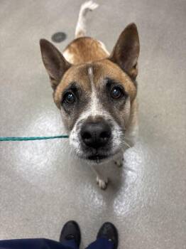PURNELL -  Akita Dog for Adoption in Las Vegas, Nevada - PURNELL | PetCurious