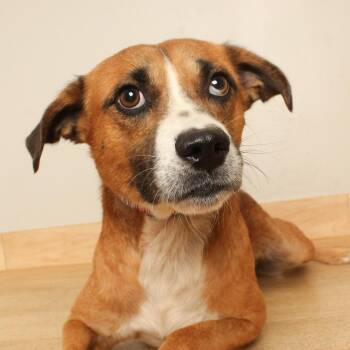 Barry D71193 -  Beagle and Mixed Breed Dog for Adoption in Minnetonka, Minnesota - Barry D71193 | PetCurious