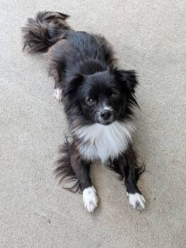 Pomeranian and Chihuahua Dogs Available for Adoption in Baton Rouge, Louisiana - Katie | PetCurious
