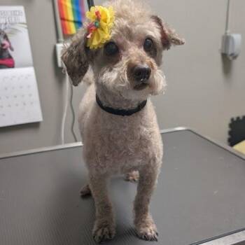 MAXIE -  Poodle Dog for Adoption in Las Vegas, Nevada - MAXIE | PetCurious
