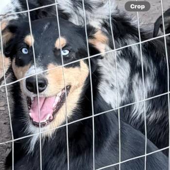 Australian Shepherd and German Shepherd Dog Dogs Available for Adoption in Livingston, Texas - Diesel | PetCurious