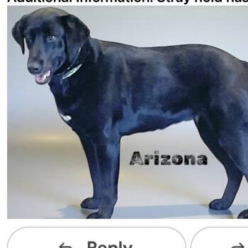 Labrador Retriever Dogs Available for Adoption - Arizona | PetCurious