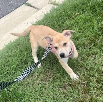 Lula -  Terrier Dog for Adoption in Annapolis, Maryland - Lula | PetCurious