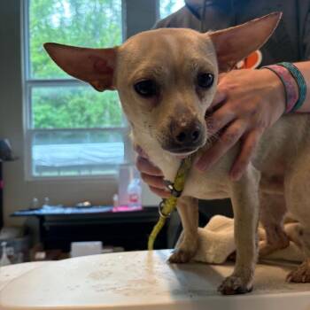 Mixed Breed Dogs Available for Adoption in Huntington, West Virginia - Bob | PetCurious