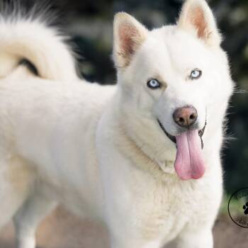 Husky Dogs Available for Adoption in Abilene, Texas - Fluffy | PetCurious