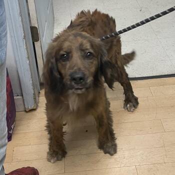 Spaniel and Mixed Breed Dogs Available for Adoption - Dude | PetCurious