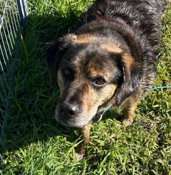 MADDIE -  Shepherd Dog for Adoption in Holbrook, New York - MADDIE | PetCurious