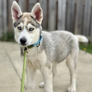 Husky Dogs Available for Adoption in Marshall, Virginia - Spyro - 003892 | PetCurious