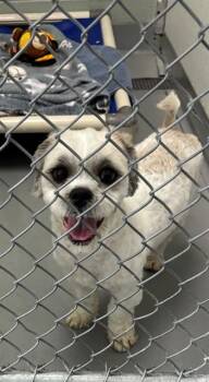 Shih Tzu and Mixed Breed Dogs Available for Adoption in Geneva, Illinois - KIRBY | PetCurious