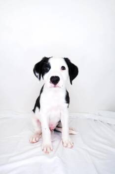 John Tucker -  Shepherd Dog for Adoption in Bixby, Oklahoma - John Tucker | PetCurious