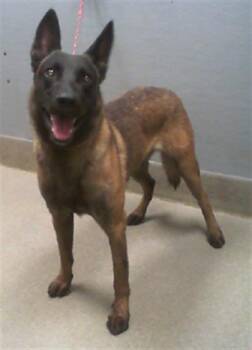 Rescue Belgian Shepherd Malinois Dogs for Adoption in Las Vegas, Nevada - SNAPE | PetCurious