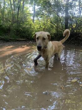 Cash -  Great Dane Dog for Adoption in Silver Spring, Maryland - Cash | PetCurious