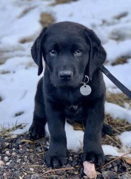 Rafiki -  Black Labrador Retriever and Newfoundland Dog Dog for Adoption in Clarksburg, Ontario - Rafiki | PetCurious