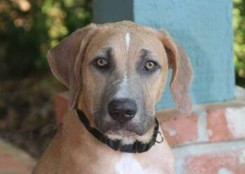 Coonhound and Beagle Dogs Available for Adoption in Stratham, New Hampshire - Copper(tone) | PetCurious
