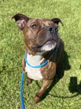Atticus -  Pit Bull Terrier and Mixed Breed Dog for Adoption in New Orleans, Louisiana - Atticus | PetCurious