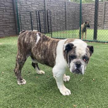 English Bulldog Dogs Available for Adoption in Loxahatchee Groves, Florida - Rufus 4323 | PetCurious