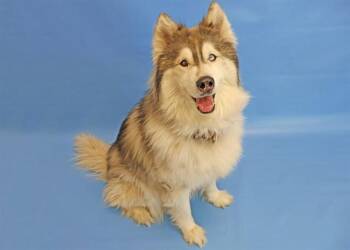Siberian Husky Dogs Available for Adoption - NUGGET | PetCurious