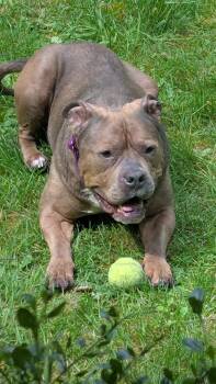 Ruby -  Staffordshire Bull Terrier Dog for Adoption in Silverdale, Washington - Ruby | PetCurious