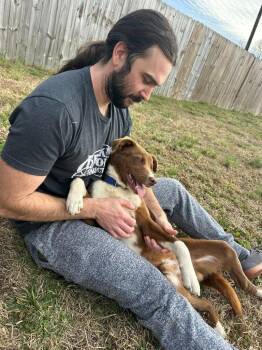 Mixed Breed Dogs Available for Adoption - Linton | PetCurious