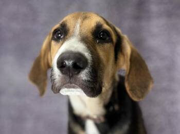 Gabe -  Hound and Mixed Breed Dog for Adoption in Portland, Oregon - Gabe | PetCurious
