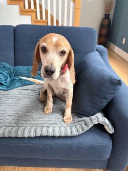 Zoey -  Beagle Dog for Adoption in Williamsburg, Virginia - Zoey | PetCurious