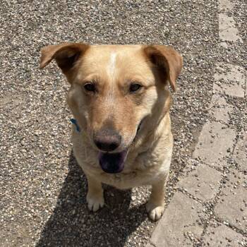 Golden Retriever and Yellow Labrador Retriever Dogs Available for Adoption in West Des Moines, Iowa - Bailey | PetCurious