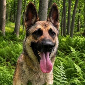 Fetch (26-244) -  German Shepherd Dog Dog for Adoption in New Ringgold, Pennsylvania - Fetch (26-244) | PetCurious