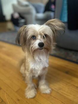 Rescue Chinese Crested Dog Dogs for Adoption in Calgary, Alberta - Zeus | PetCurious