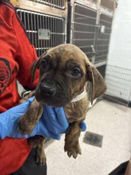 Lando -  Boxer Dog for Adoption in Marietta, Georgia - Lando | PetCurious