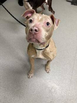 American Staffordshire Terrier Dogs Available for Adoption in Indianapolis, Indiana - KARDI | PetCurious
