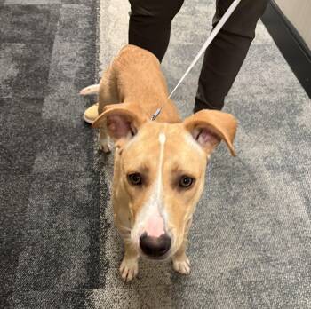 Rescue Labrador Retriever Dogs for Adoption in Mississauga, Ontario - Big Boy(40lb) | PetCurious