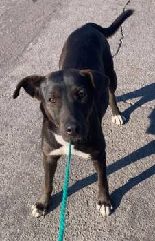 Rescue Labrador Retriever Dogs for Adoption in Dallas, Texas - ARIEL | PetCurious