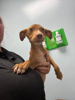 Everley -  Mixed Breed Dog for Adoption in Mobile, Alabama - Everley | PetCurious