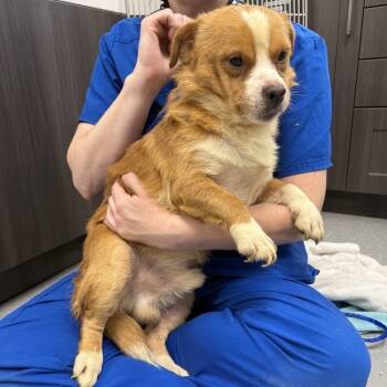 Rescue Mixed Breed Dogs for Adoption in New York, New York - Jesse Quick | PetCurious