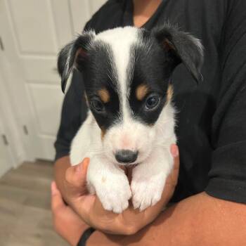 Lorax -  Australian Cattle Dog Blue Heeler and Poodle Dog for Adoption in Chandler, Arizona - Lorax | PetCurious