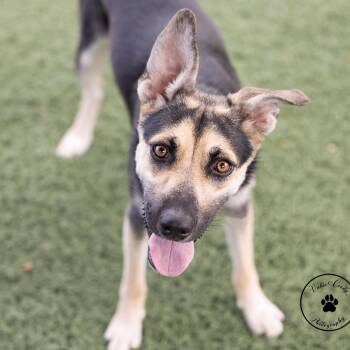 Elaine -  German Shepherd Dog Dog for Adoption in Portland, Oregon - Elaine | PetCurious