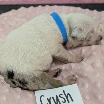 Hound and Australian Shepherd Dogs Available for Adoption - Crush 01-1315 | PetCurious