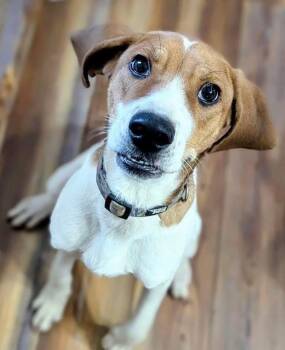 Arrow -  Beagle Dog for Adoption in Cowlesville, New York - Arrow | PetCurious