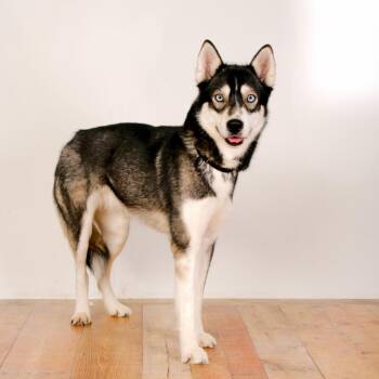 Siberian Husky Dogs Available for Adoption - Moro | PetCurious