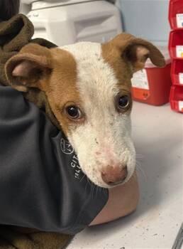 Pit Bull Terrier and Mixed Breed Dogs Available for Adoption in Tallahassee, Florida - PANINI | PetCurious
