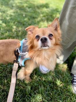 Gizmo -  Pomeranian Dog for Adoption in Fruit Heights, Utah - Gizmo | PetCurious