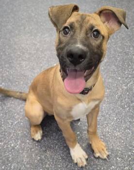 German Shepherd Dog and Pit Bull Terrier Dogs Available for Adoption in Anchorage, Alaska - KUIU | PetCurious