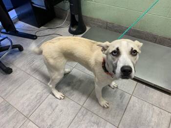 Siberian Husky and Mixed Breed Dogs Available for Adoption - SIMONE | PetCurious