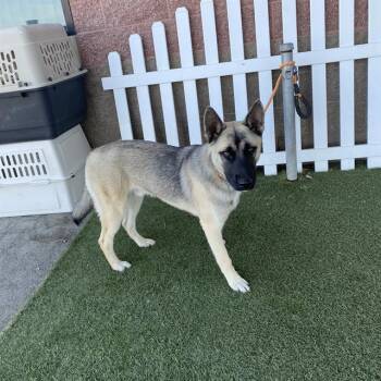 A614823 -  German Shepherd Dog and Mixed Breed Dog for Adoption in Modesto, California - A614823 | PetCurious
