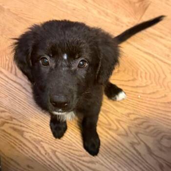 Midnight -  Border Collie Dog for Adoption in Semmes, Alabama - Midnight | PetCurious