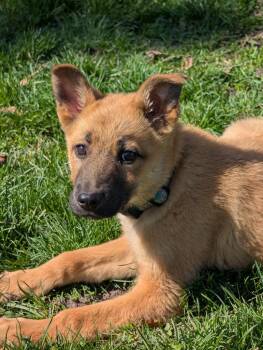 Shepherd Dogs Available for Adoption in Saint James, Minnesota - Spencer | PetCurious