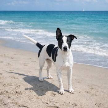 Kane -  Border Collie and Terrier Dog for Adoption in Seguin, Texas - Kane | PetCurious