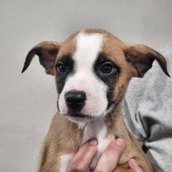 Aspen -  Pug and Shepherd Dog for Adoption in Walnutport, Pennsylvania - Aspen | PetCurious