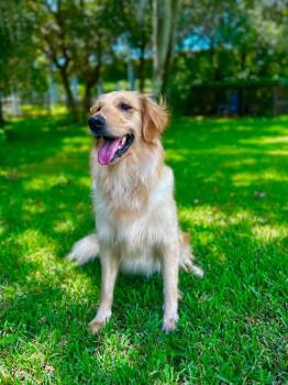 BAILEY -  Golden Retriever Dog for Adoption in Palm City, Florida - BAILEY | PetCurious