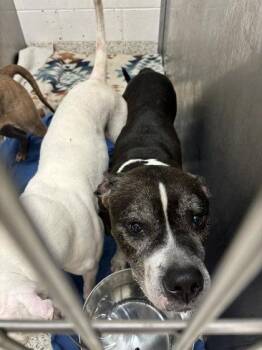 ROKO -  Pit Bull Terrier and Mixed Breed Dog for Adoption in Atlanta, Georgia - ROKO | PetCurious